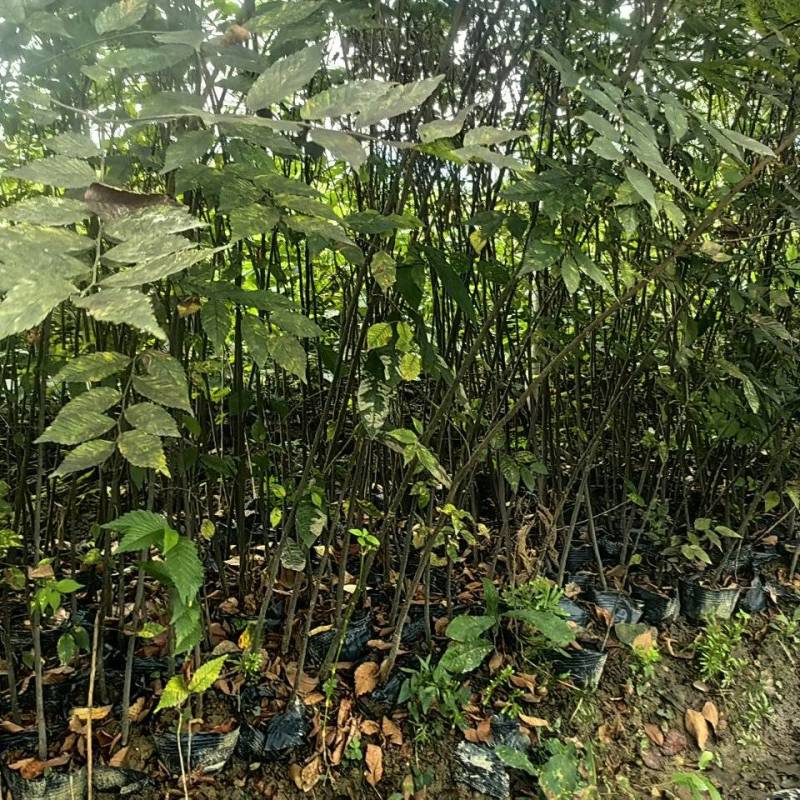 红榉树杯苗一年生两年生苗价格优惠基地直发数十年育苗经验