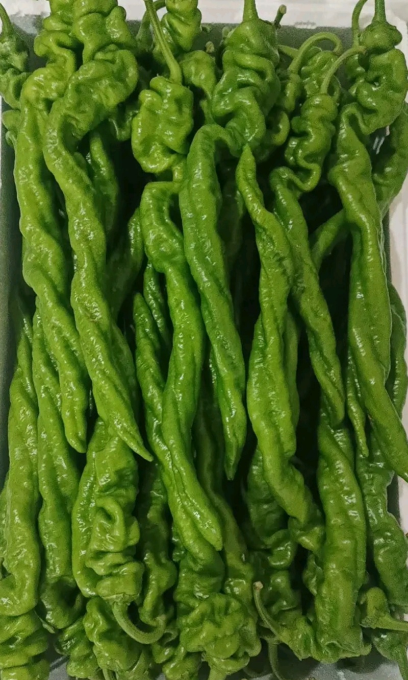 精品大陇椒，螺丝椒，大量上市，代收代发全国