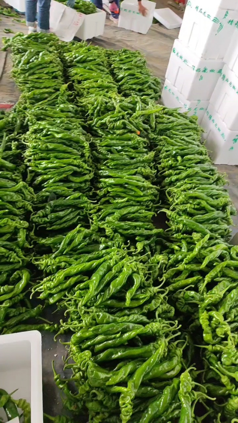 精品大陇椒，螺丝椒，大量上市，代收代发全国