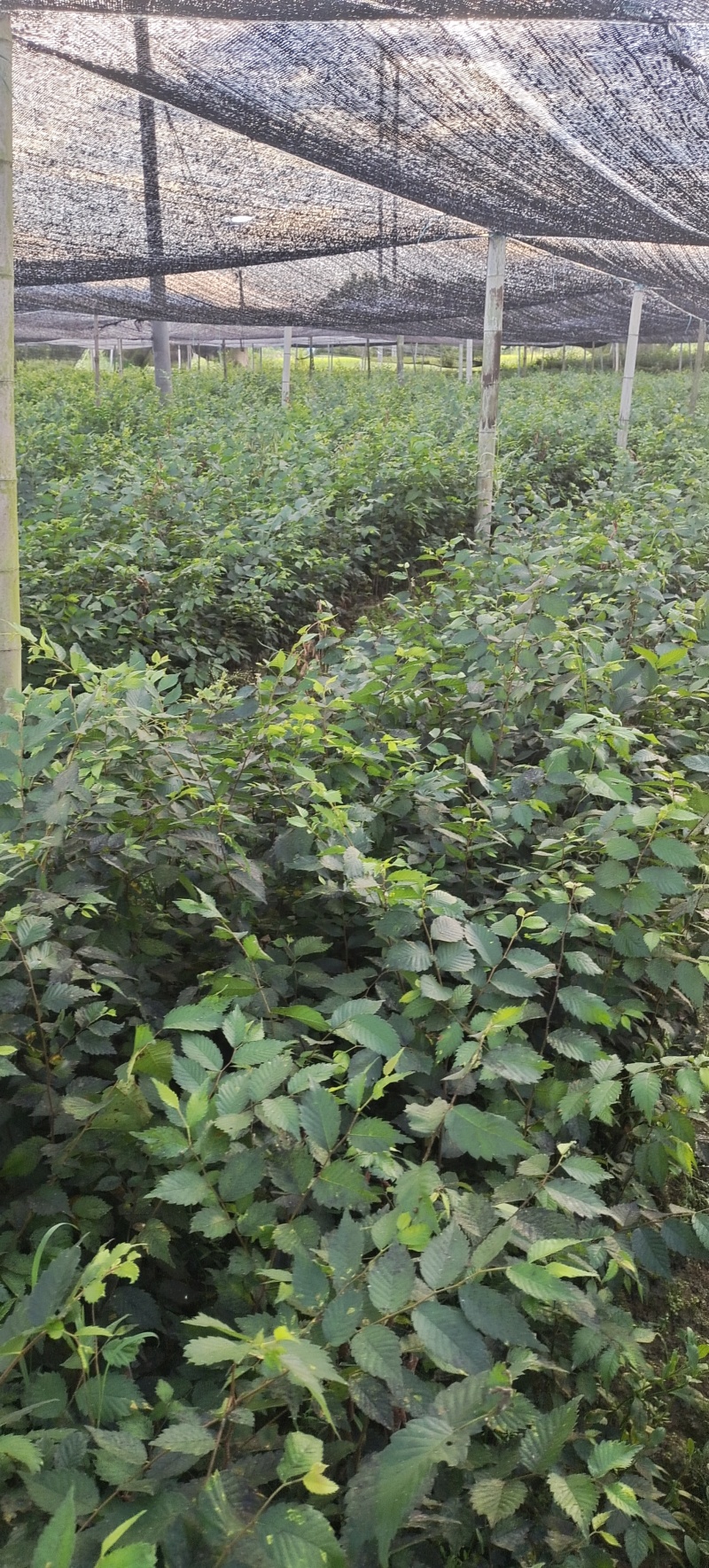 红榉树杯苗一年生两年生苗价格优惠基地直发数十年育苗经验