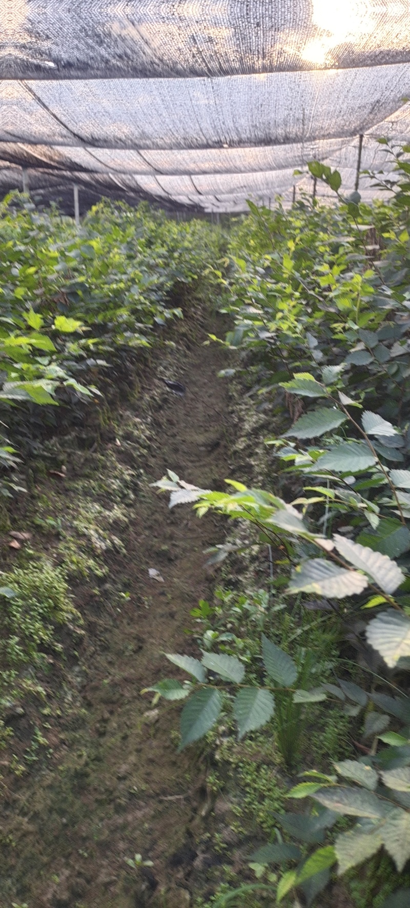 红榉树杯苗一年生两年生苗价格优惠基地直发数十年育苗经验