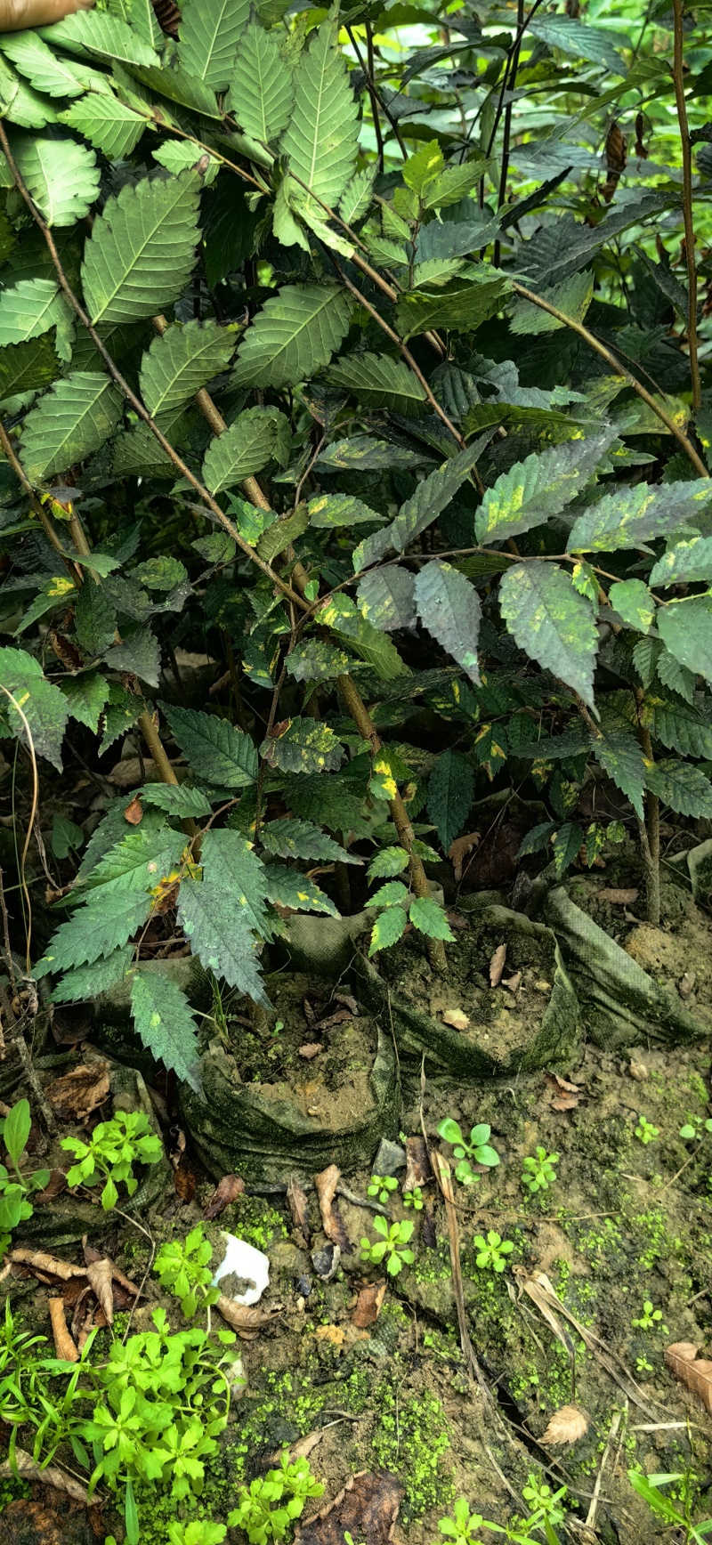 红榉树杯苗一年生两年生苗价格优惠基地直发数十年育苗经验