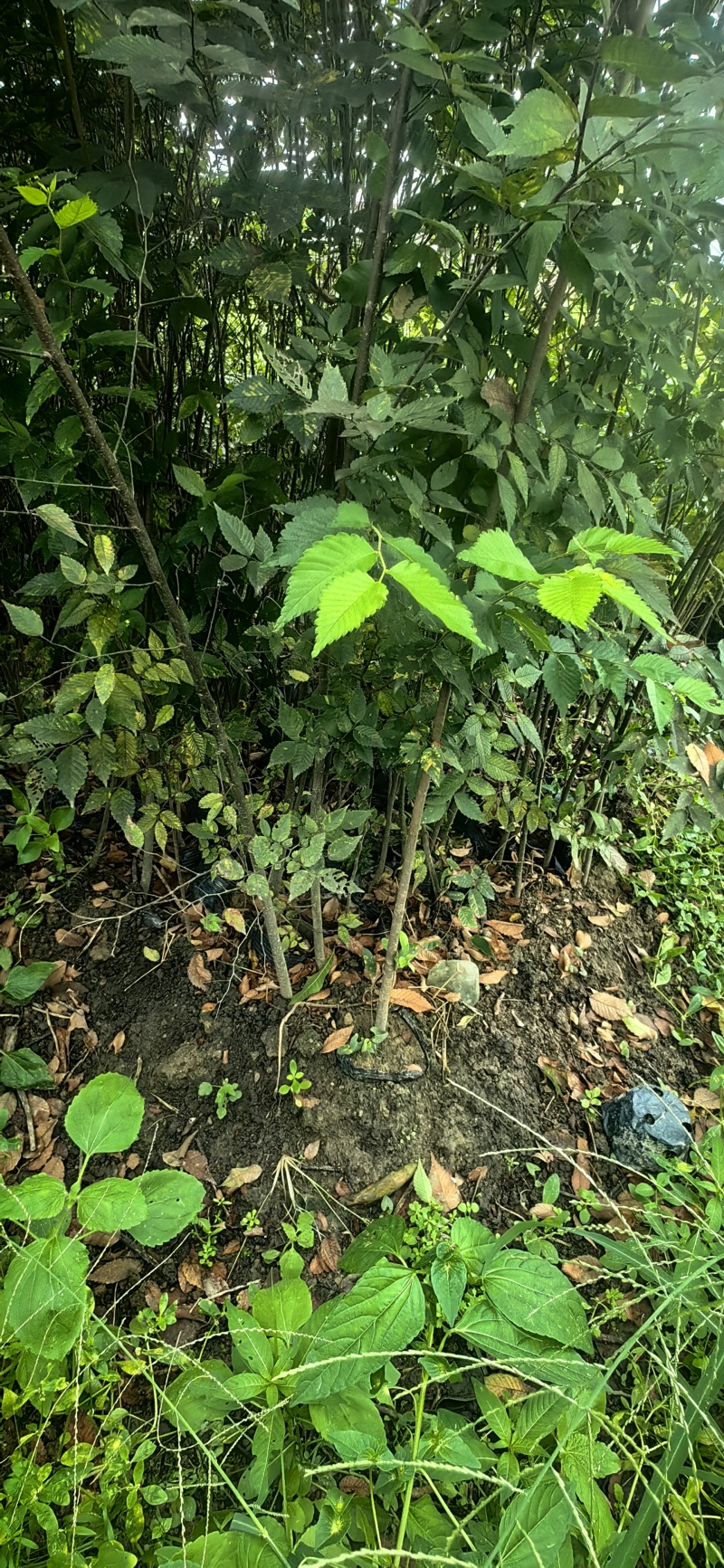 红榉树杯苗一年生两年生苗价格优惠基地直发数十年育苗经验