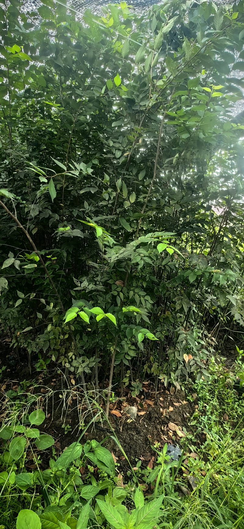 红榉树杯苗一年生两年生苗价格优惠基地直发数十年育苗经验