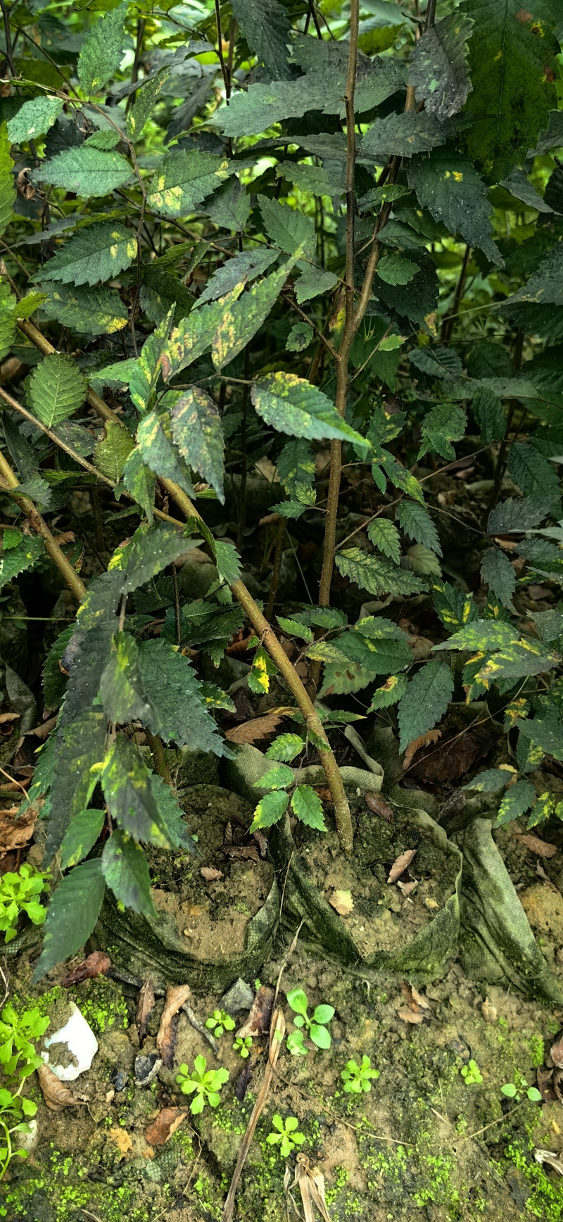 红榉树杯苗一年生两年生苗价格优惠基地直发数十年育苗经验