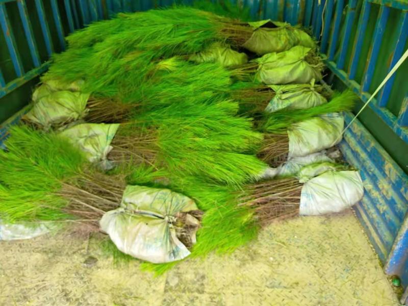 湿地松苗自有种植基地大量出货中数十年育苗经验欢迎来电咨询