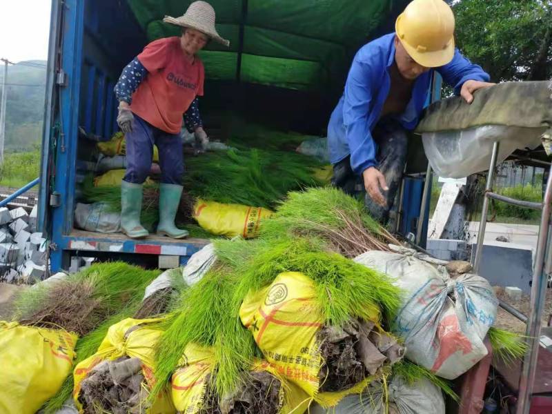 湿地松苗自有种植基地大量出货中数十年育苗经验欢迎来电咨询