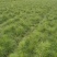 湿地松苗自有种植基地大量出货中数十年育苗经验欢迎来电咨询