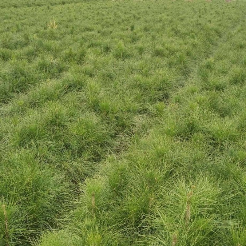 湿地松苗自有种植基地大量出货中数十年育苗经验欢迎来电咨询