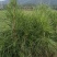 湿地松苗自有种植基地大量出货中数十年育苗经验欢迎来电咨询