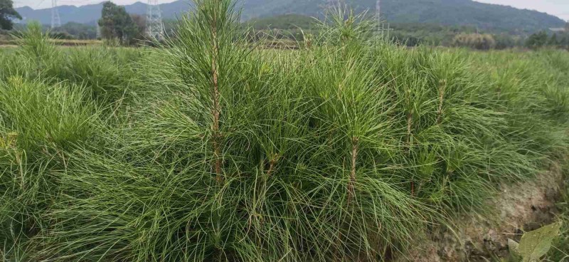 湿地松苗自有种植基地大量出货中数十年育苗经验欢迎来电咨询