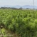 湿地松苗自有种植基地大量出货中数十年育苗经验欢迎来电咨询