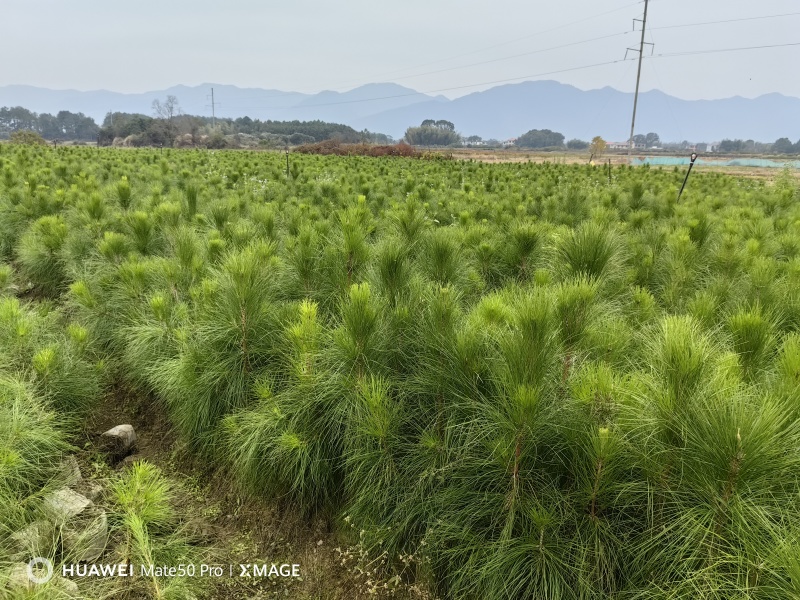 湿地松苗自有种植基地大量出货中数十年育苗经验欢迎来电咨询