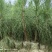 湿地松苗自有种植基地大量出货中数十年育苗经验欢迎来电咨询