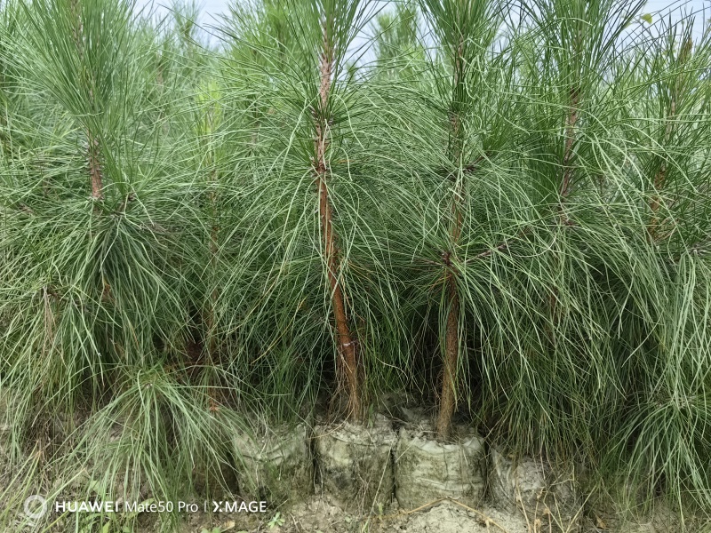 湿地松苗自有种植基地大量出货中数十年育苗经验欢迎来电咨询