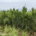 湿地松苗自有种植基地大量出货中数十年育苗经验欢迎来电咨询