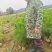 湿地松苗自有种植基地大量出货中数十年育苗经验欢迎来电咨询