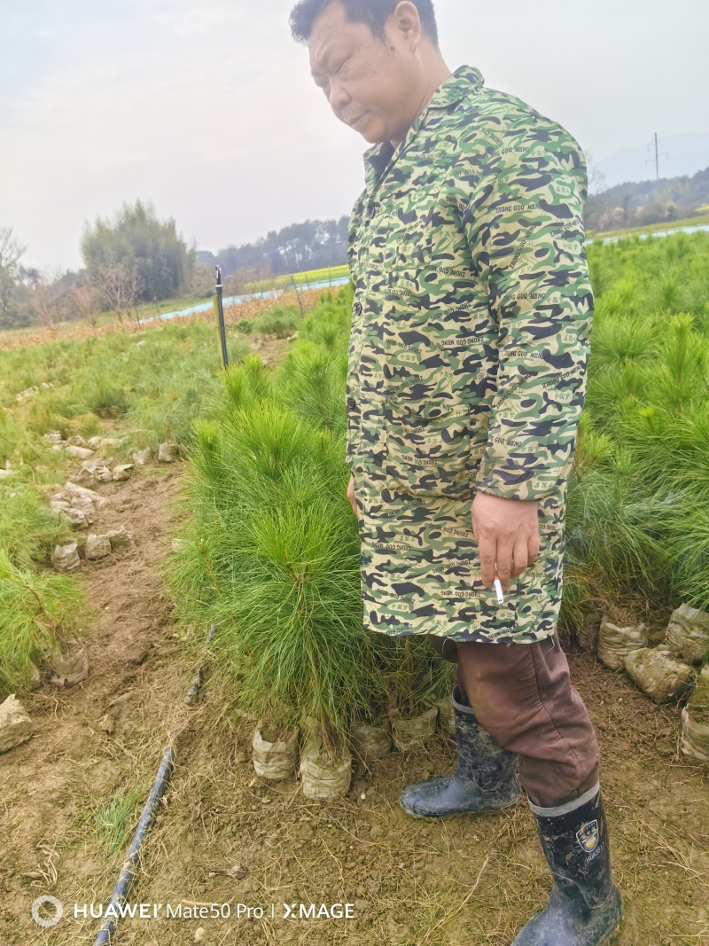 湿地松苗自有种植基地大量出货中数十年育苗经验欢迎来电咨询