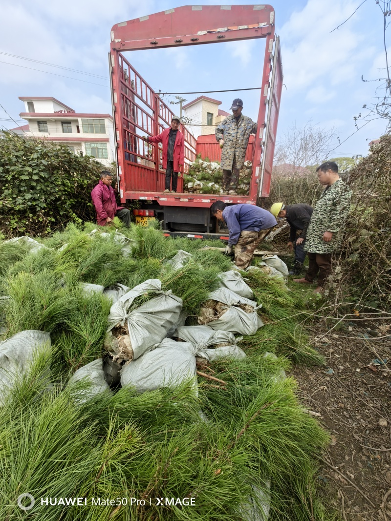 湿地松苗自有种植基地大量出货中数十年育苗经验欢迎来电咨询