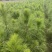 湿地松苗自有种植基地大量出货中数十年育苗经验欢迎来电咨询