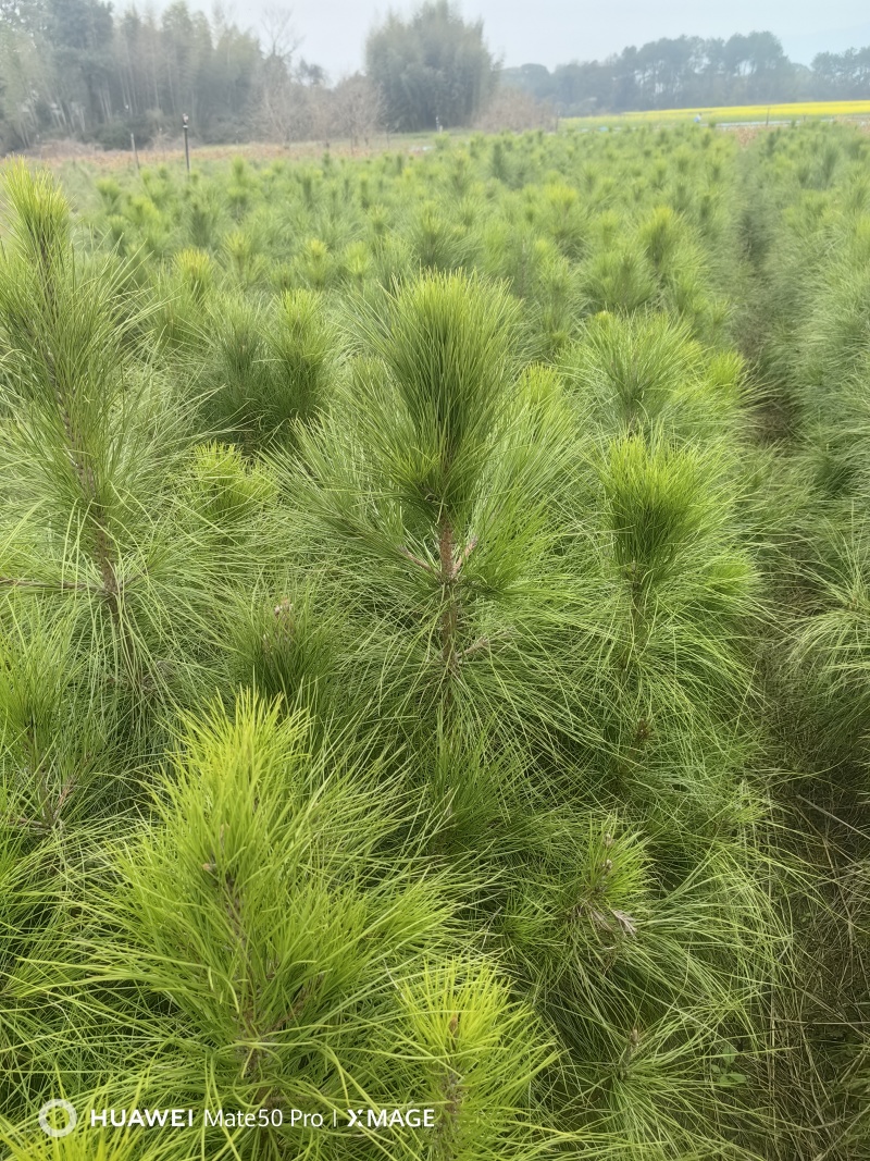 湿地松苗自有种植基地大量出货中数十年育苗经验欢迎来电咨询