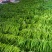 山东鲜辣椒，8号线椒，黄线椒大量上市