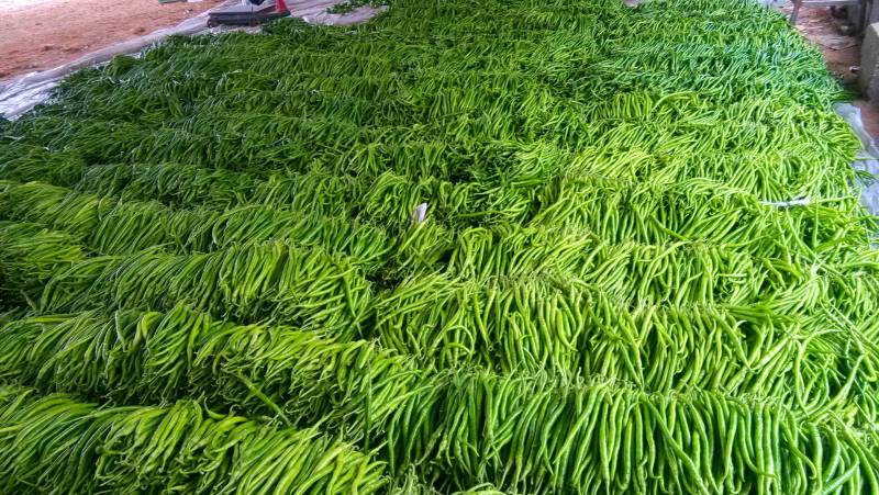 山东鲜辣椒，8号线椒，黄线椒大量上市