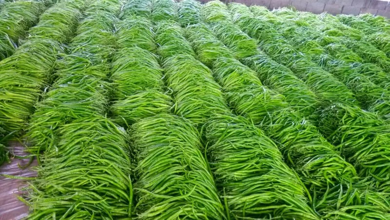 山东鲜辣椒，8号线椒，黄线椒大量上市