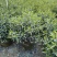 巴西野牡丹球50～1米高基地直发规格齐全质量优质
