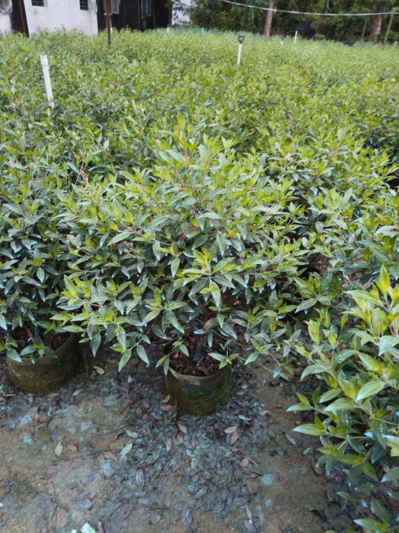 巴西野牡丹球50～1米高基地直发规格齐全质量优质