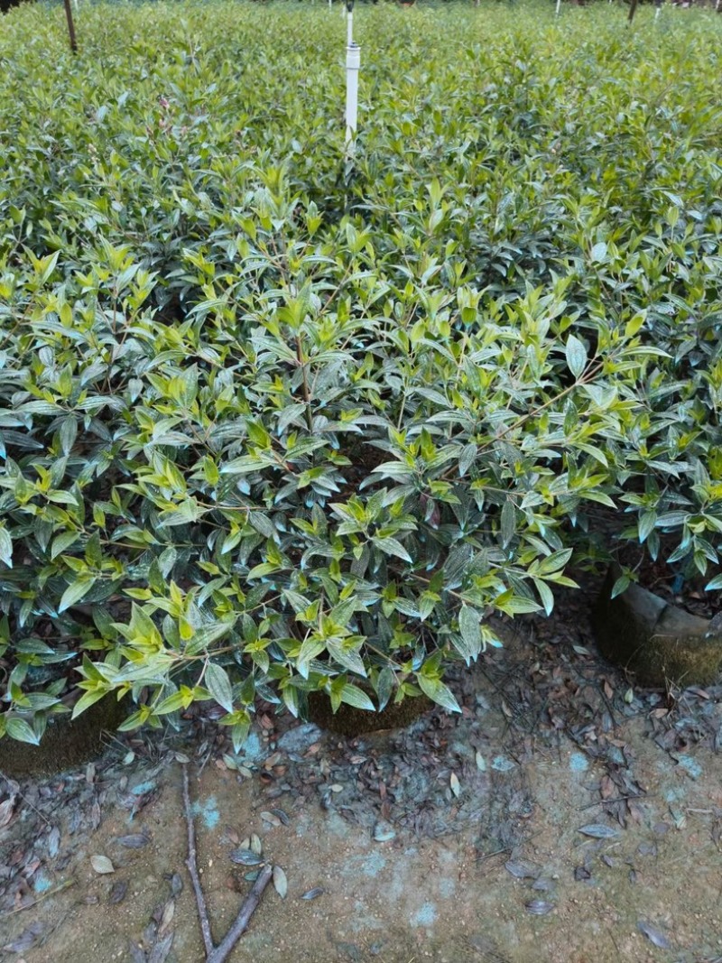 巴西野牡丹球50～1米高基地直发规格齐全质量优质