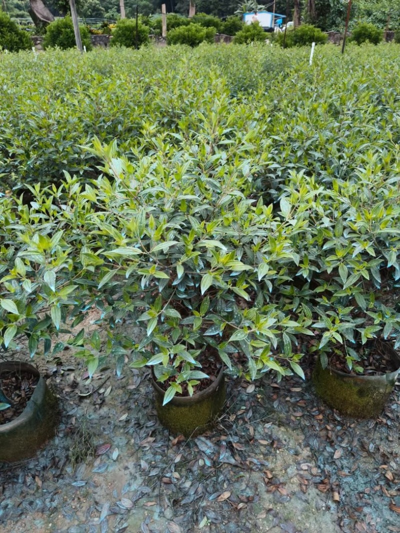 巴西野牡丹球50～1米高基地直发规格齐全质量优质