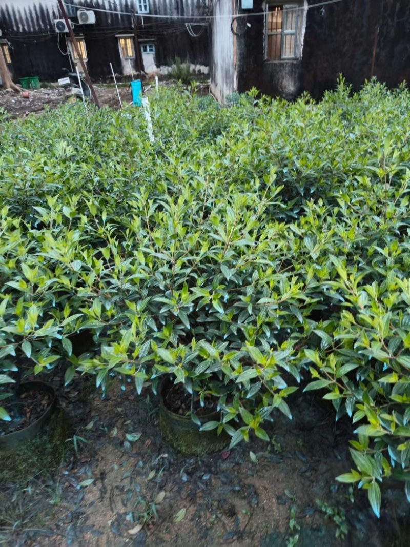 巴西野牡丹球50～1米高基地直发规格齐全质量优质