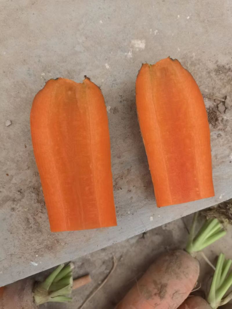 胡萝卜广红大量有货，