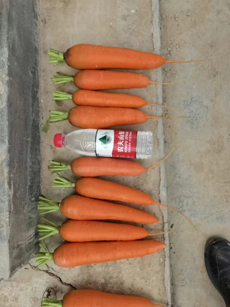 胡萝卜广红大量有货，