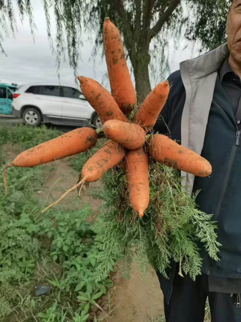胡萝卜广红大量有货，