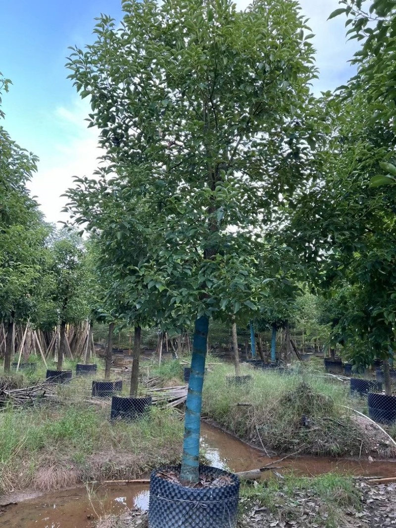 光杆香樟10～15公分基地直发规格齐全质量优质