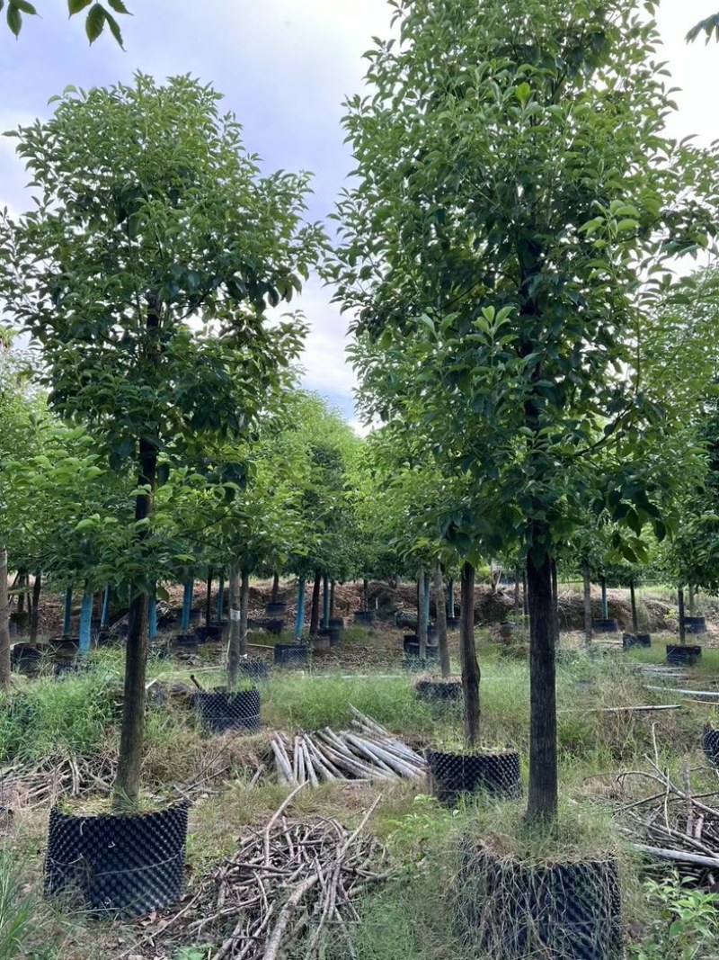 光杆香樟10～15公分基地直发规格齐全质量优质
