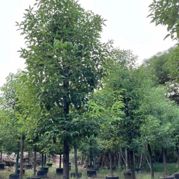 光杆香樟10～15公分基地直发规格齐全质量优质