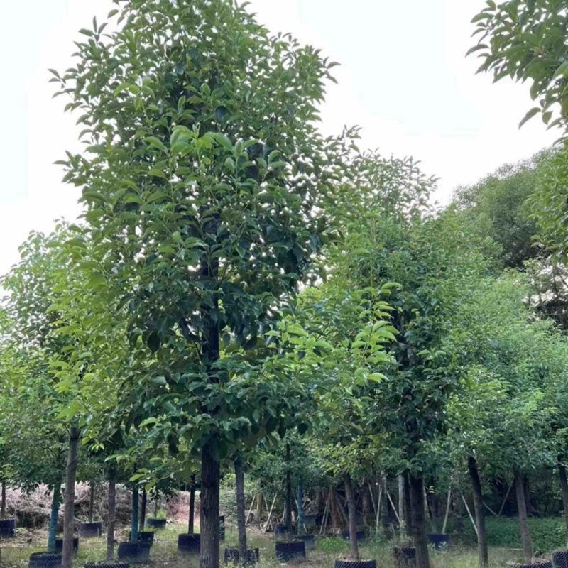 光杆香樟10～15公分基地直发规格齐全质量优质
