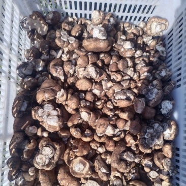 地扣蘑蘑菇鲜蘑菇批发