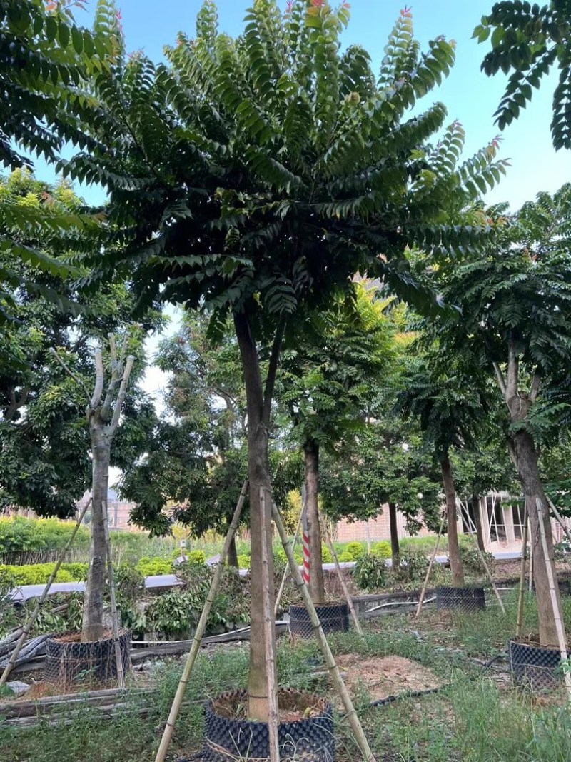 麻楝1520公分基地直发规格齐全质量优质