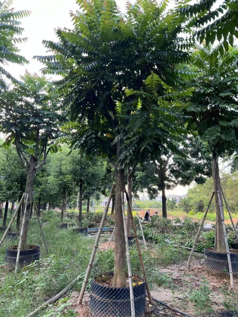 麻楝1520公分基地直发规格齐全质量优质