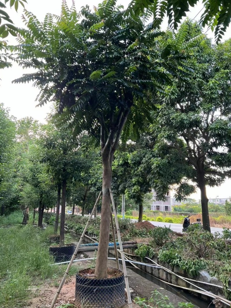 麻楝1520公分基地直发规格齐全质量优质