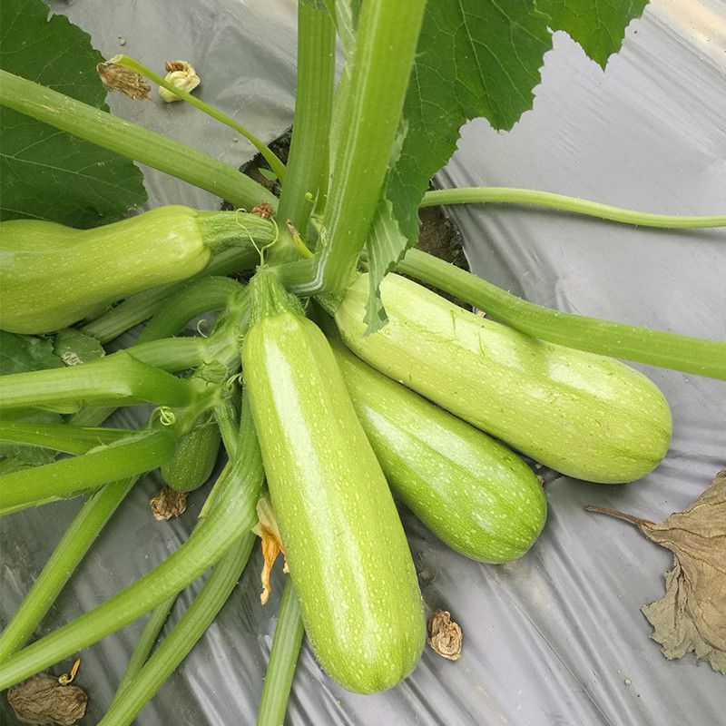 绿色先锋西葫芦种子高产茭瓜占瓜春秋农家大田耐寒抗病