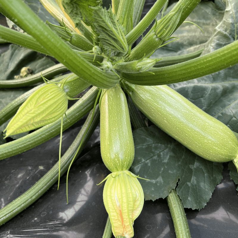 绿色先锋西葫芦种子高产茭瓜占瓜春秋农家大田耐寒抗病