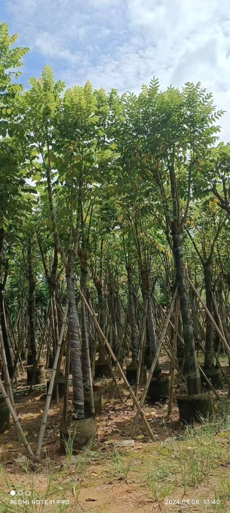 骨架火焰木12～20公分基地直发规格齐全质量优质