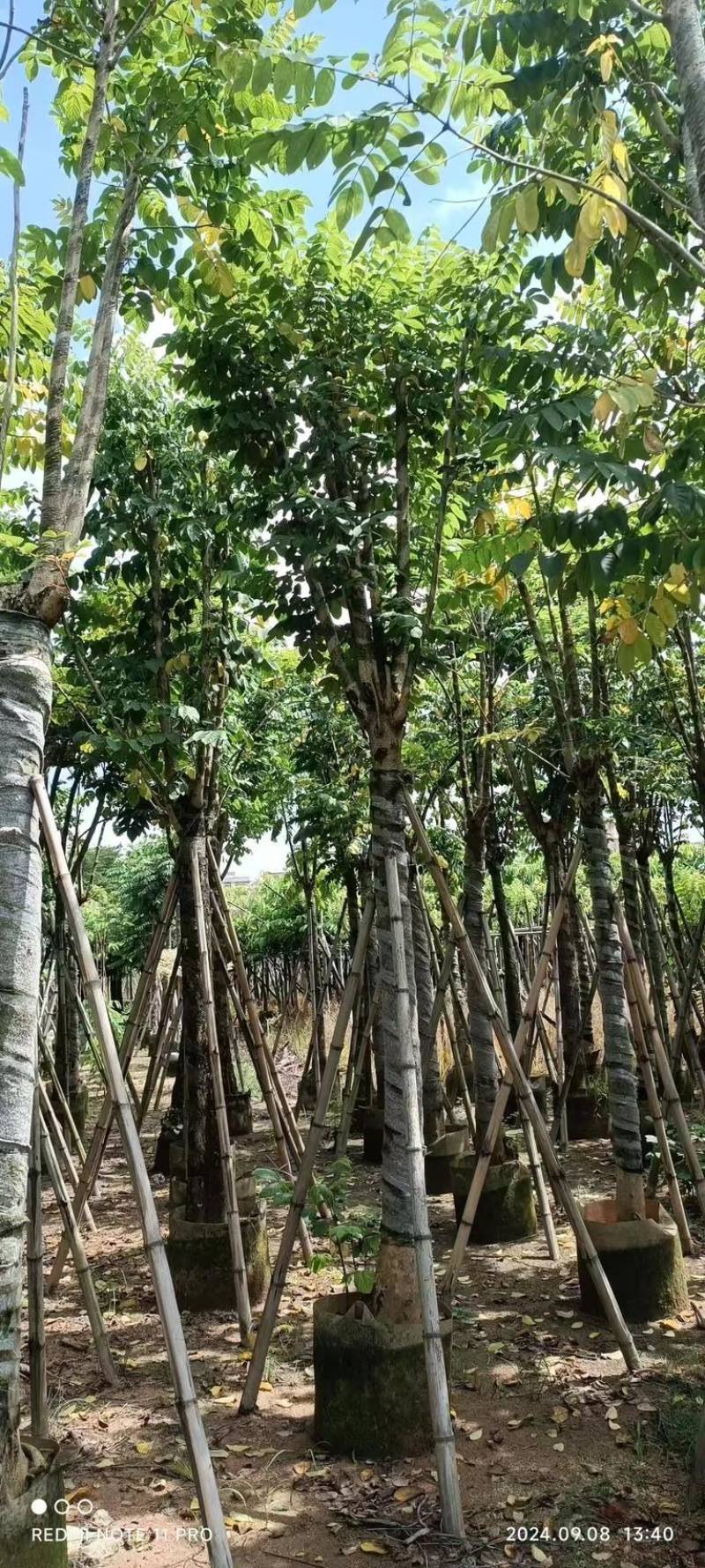 骨架火焰木12～20公分基地直发规格齐全质量优质