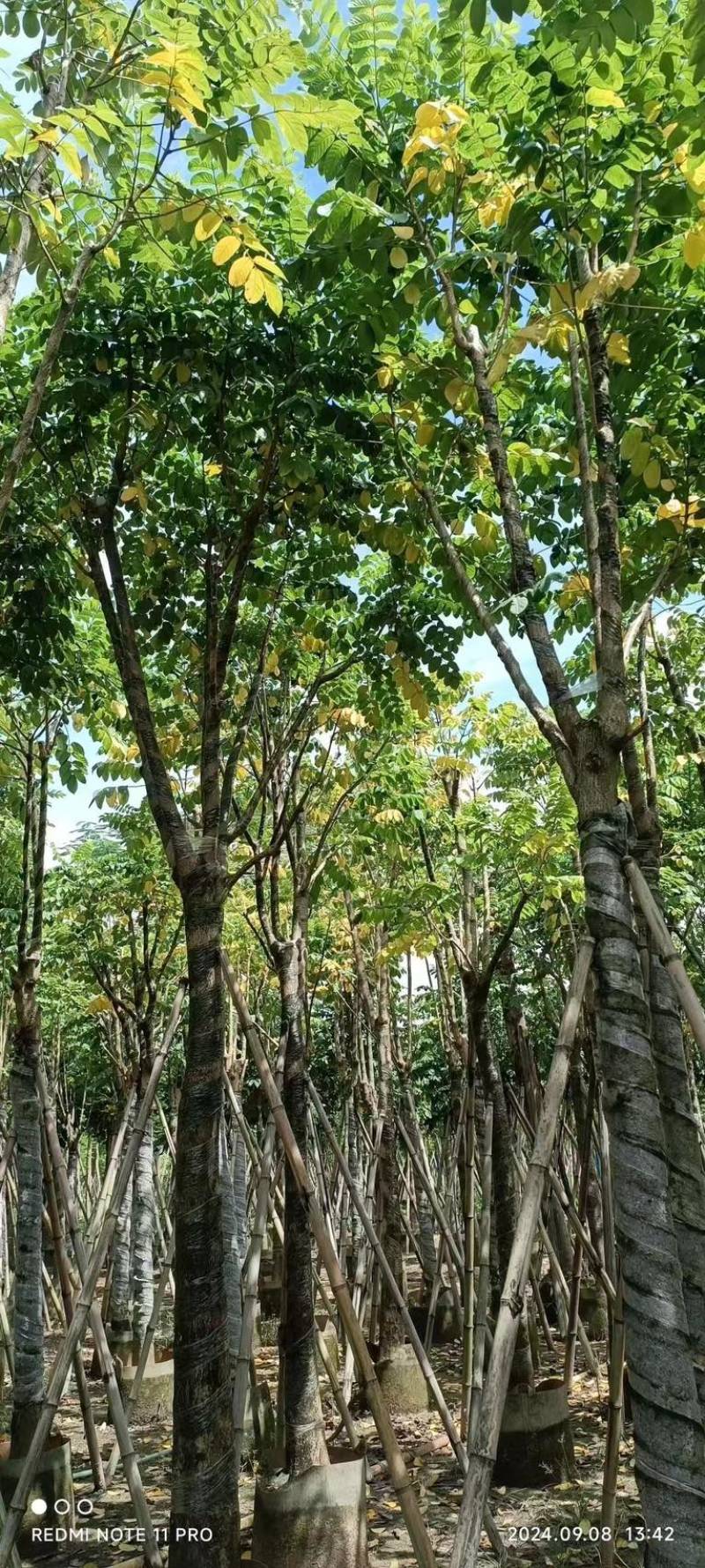 骨架火焰木12～20公分基地直发规格齐全质量优质