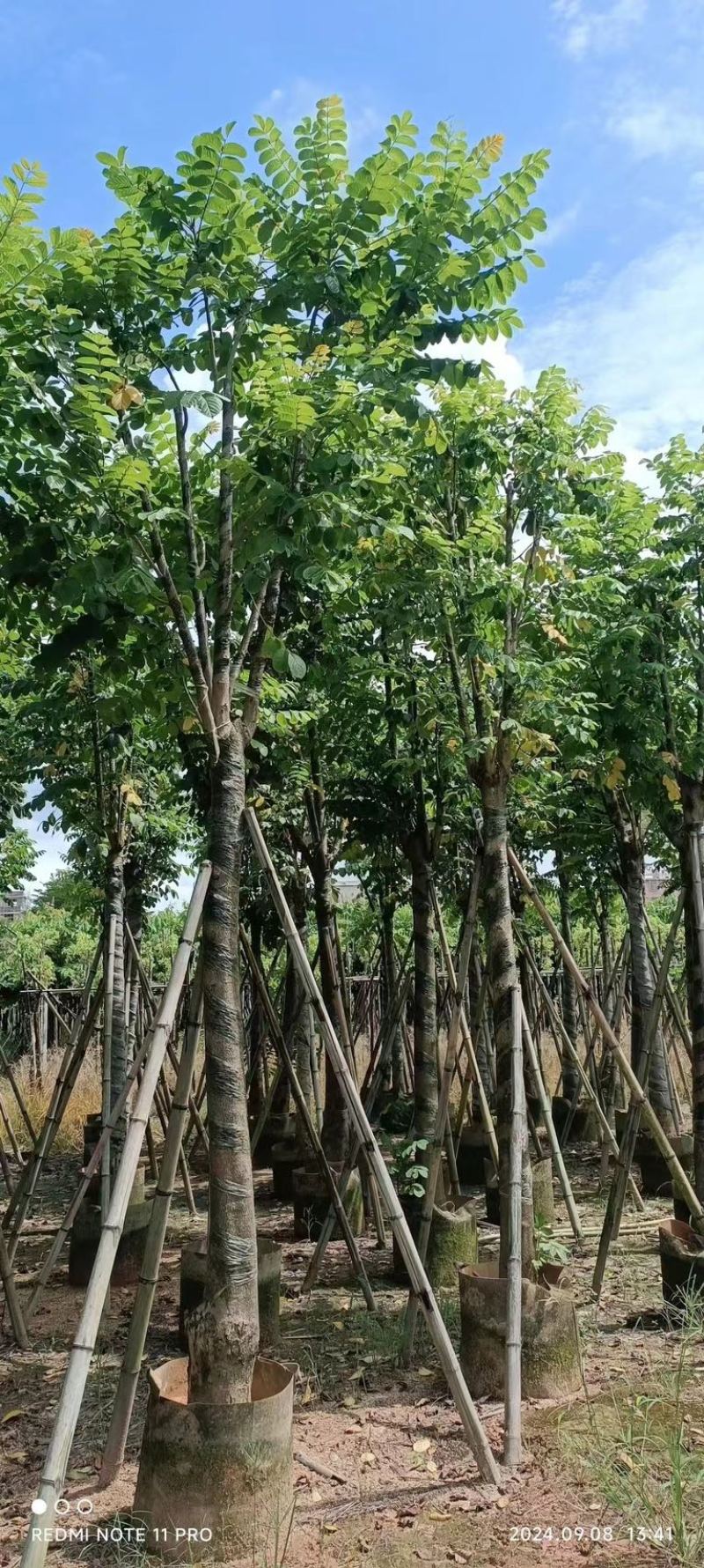 骨架火焰木12～20公分基地直发规格齐全质量优质